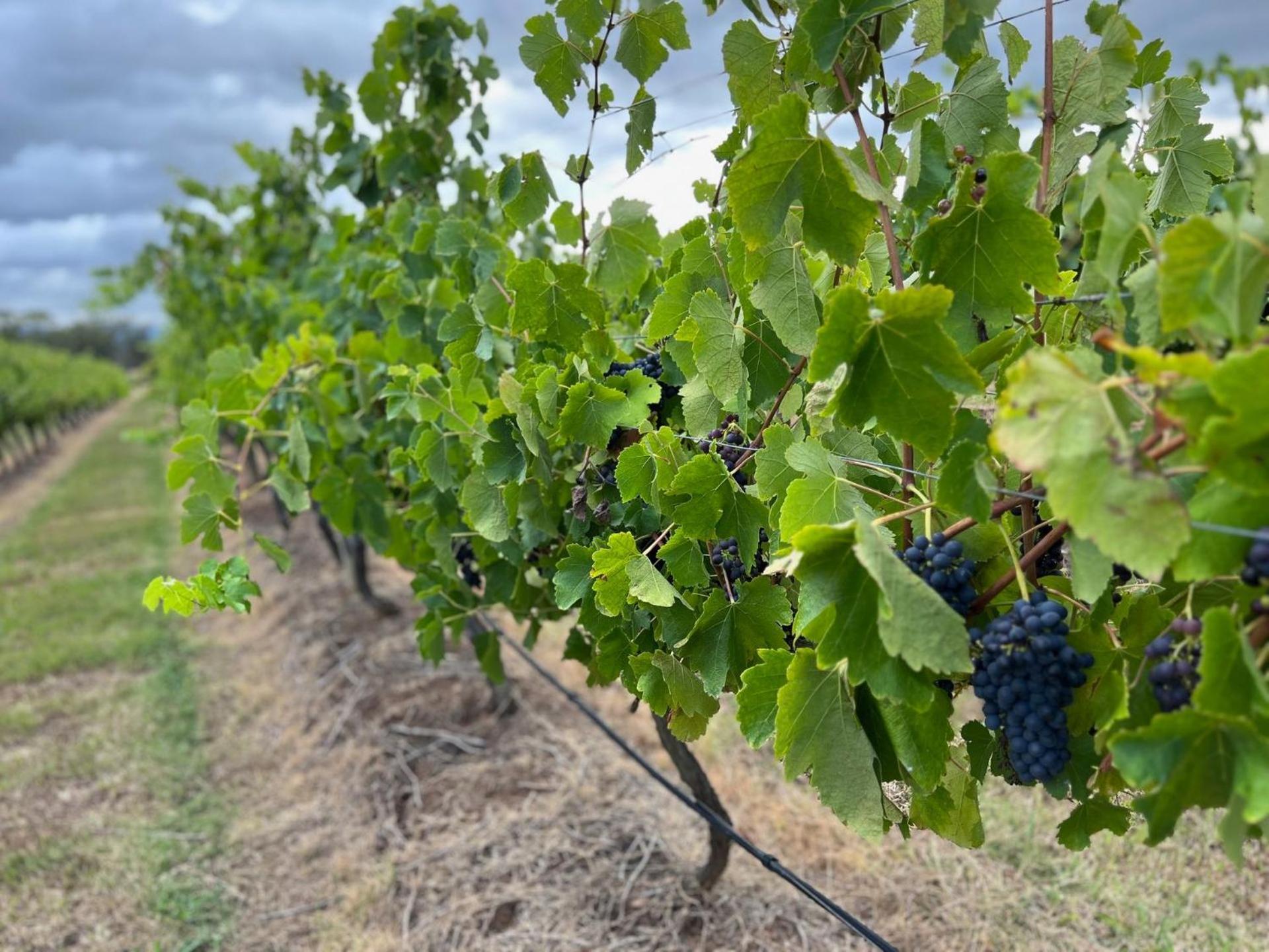 Bracken Ridge Vineyard The Entire Estate Rothbury Exterior photo
