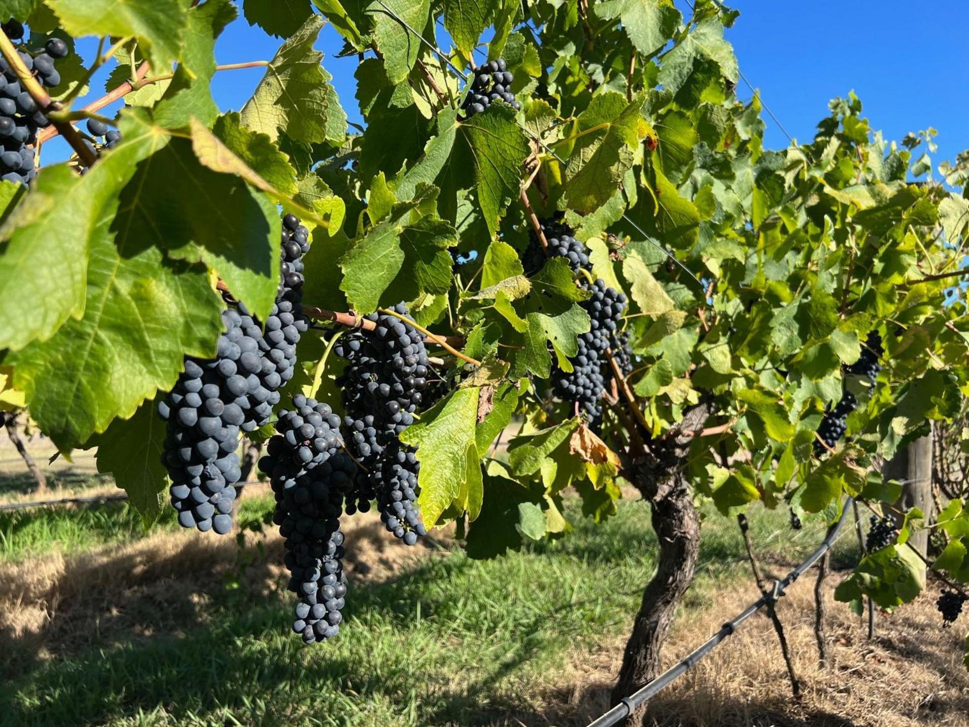 Bracken Ridge Vineyard The Entire Estate Rothbury Exterior photo