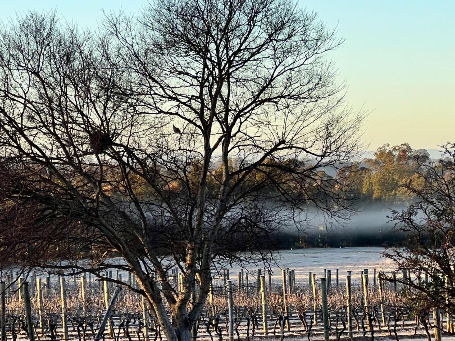Bracken Ridge Vineyard The Entire Estate Rothbury Exterior photo